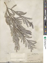 Salix purpurea image