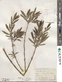 Salix purpurea image