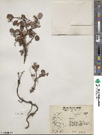 Salix reticulata image