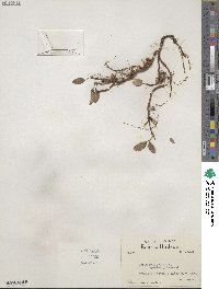 Salix reticulata image