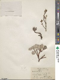 Salix reticulata image