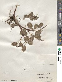 Salix reticulata image