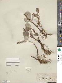 Salix reticulata image