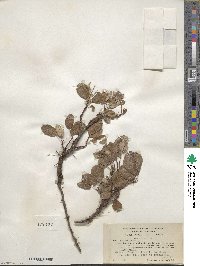 Salix reticulata image