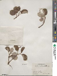 Salix reticulata image