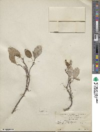 Salix reticulata image