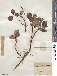 Salix reticulata image