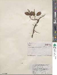 Salix reticulata image