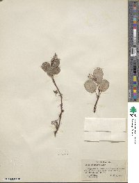 Salix reticulata image