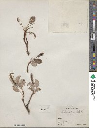 Salix reticulata image