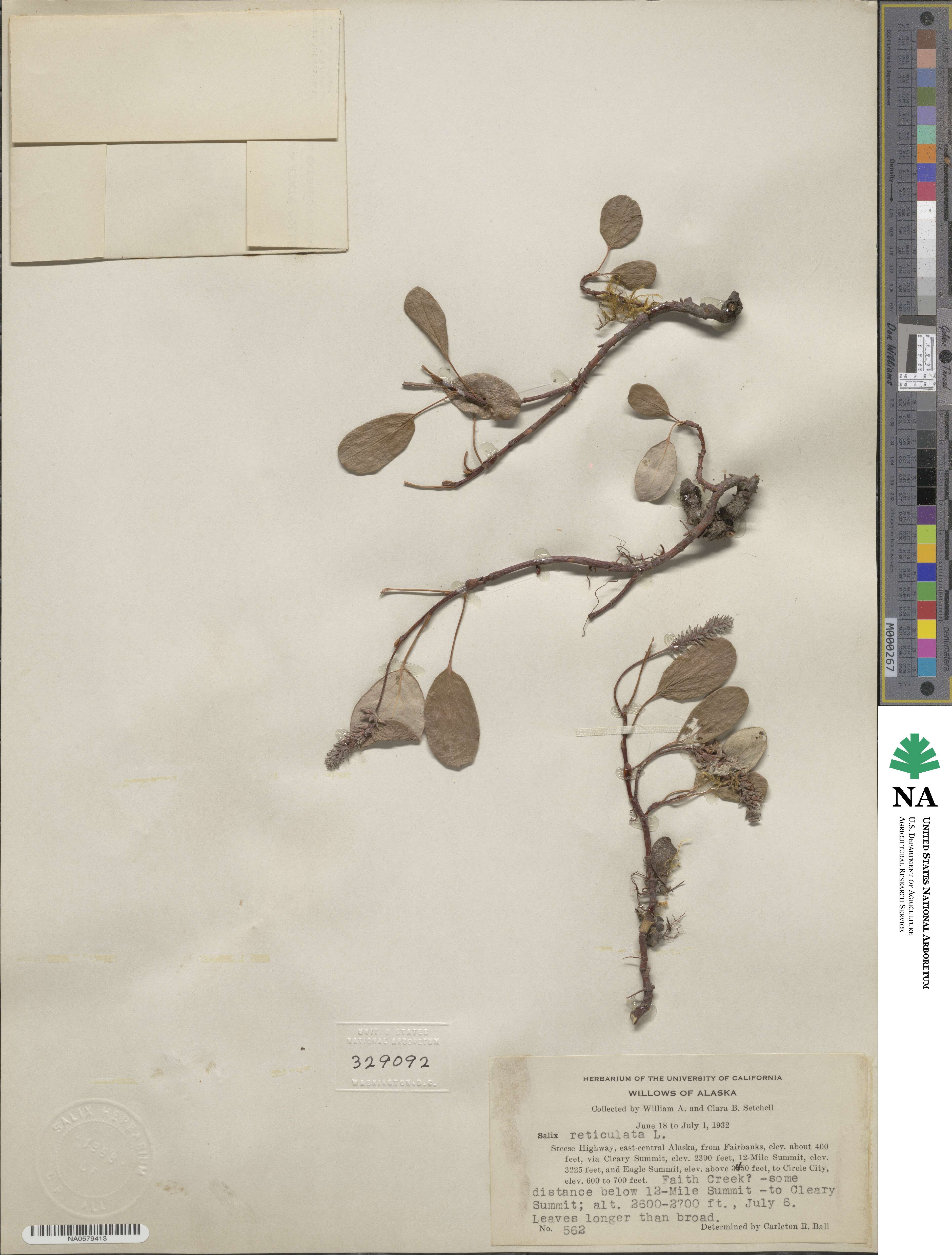 Salix reticulata image