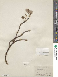 Salix reticulata image