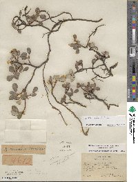 Salix reticulata image