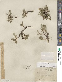 Salix reticulata image