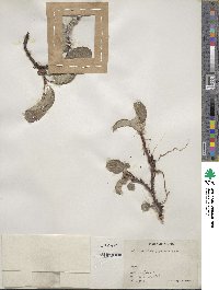 Salix reticulata image