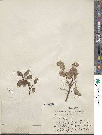 Salix reticulata var. gigantifolia image