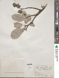 Salix reticulata image