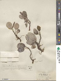 Salix reticulata var. gigantifolia image