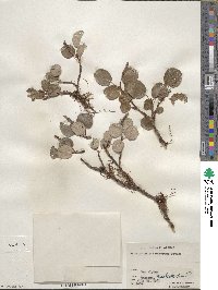 Salix reticulata var. subrotunda image