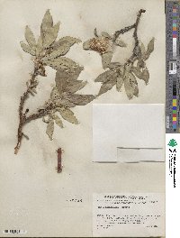 Salix richardsonii image