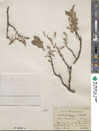 Salix richardsonii image