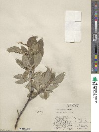 Salix richardsonii image