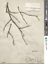 Salix richardsonii image