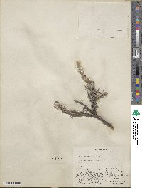 Salix richardsonii image