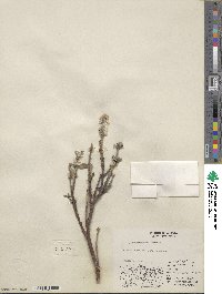 Salix richardsonii image