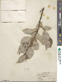 Salix richardsonii image