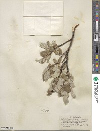 Salix richardsonii image