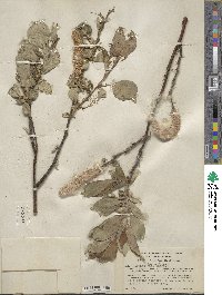 Salix richardsonii image