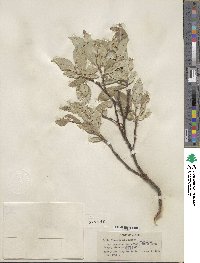 Salix richardsonii image