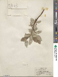 Salix richardsonii image