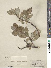 Salix richardsonii image