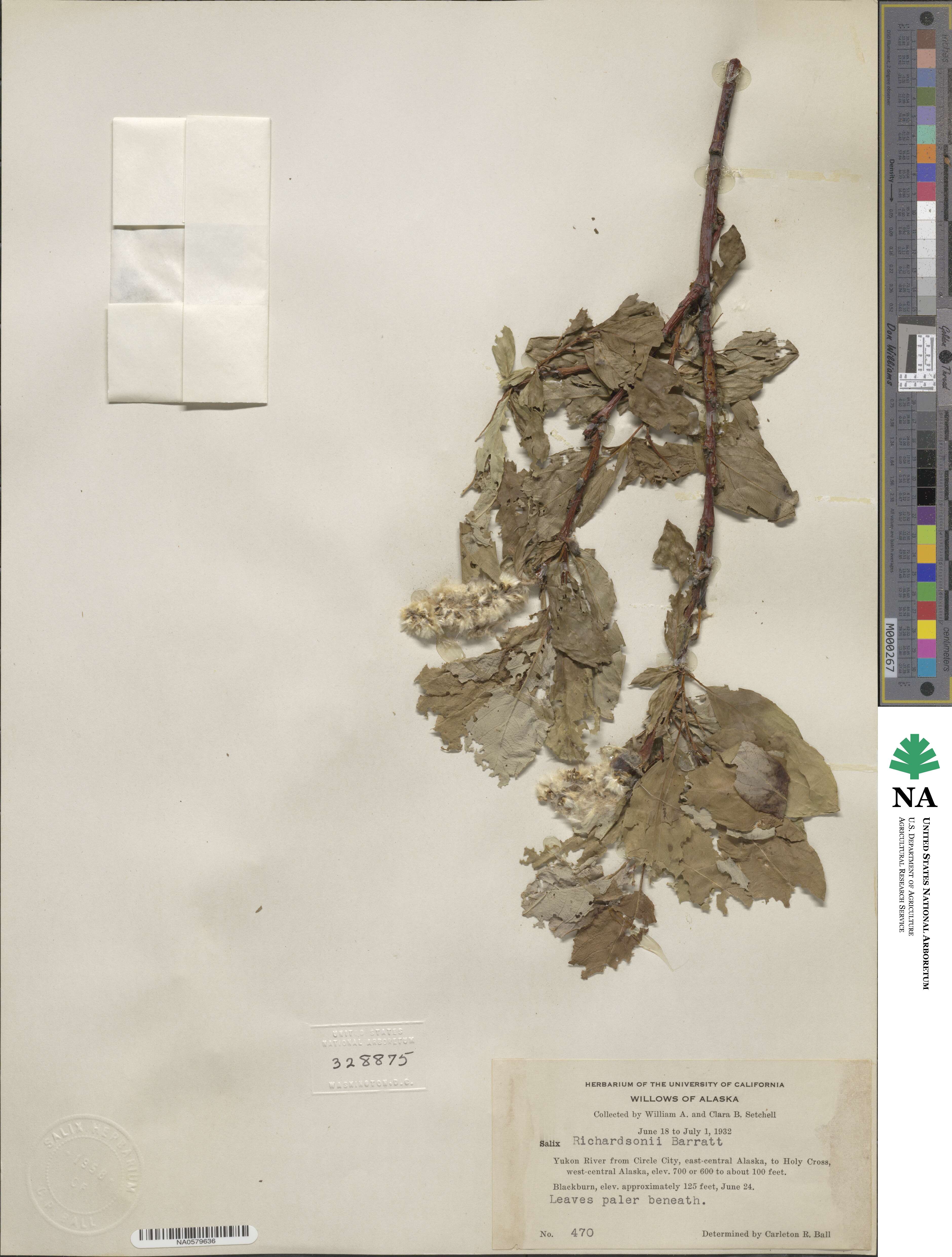 Salix richardsonii image