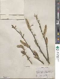 Salix richardsonii image