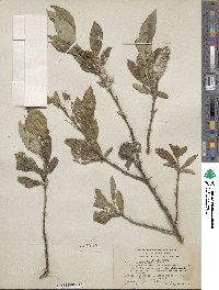 Salix richardsonii image