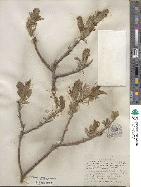 Salix richardsonii image