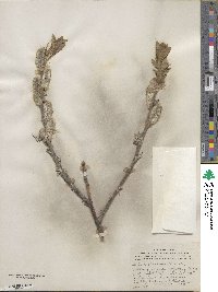 Salix richardsonii image