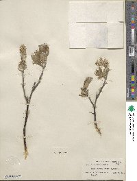 Salix richardsonii image