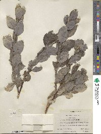 Salix richardsonii image