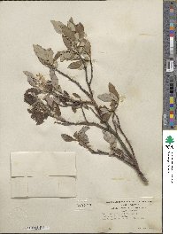 Salix richardsonii image