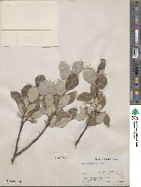 Salix richardsonii image