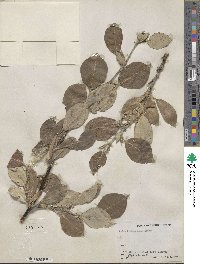 Salix richardsonii image