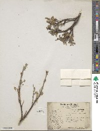 Salix richardsonii image