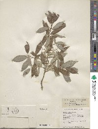 Salix eriocephala image