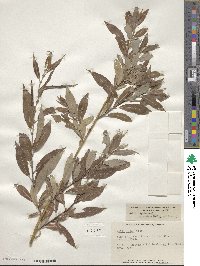 Salix eriocephala image