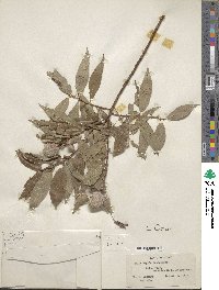 Salix eriocephala image