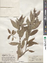 Salix eriocephala image